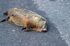 roadkill-groundhog_3592