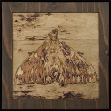 carved_moth_10
