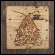 carved_moth_12