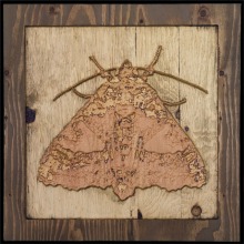 carved_moth_15
