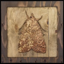 carved_moth_16