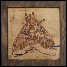 carved_moth_2