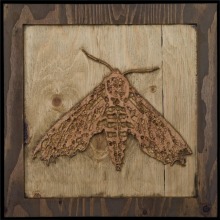 carved_moth_21