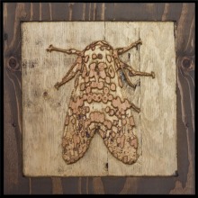 carved_moth_4