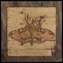 carved_moth_8