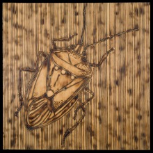 STINKBUG-carved_torched_wood_w_encaustic_wax__30x30_