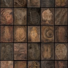 FOSSIL-CONTACT-SHEET-22x17-25
