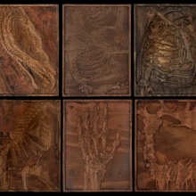 FOSSIL-CONTACT-SHEET-8x622-14