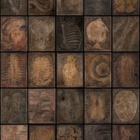 FOSSIL-CONTACT-SHEET-22x17-25