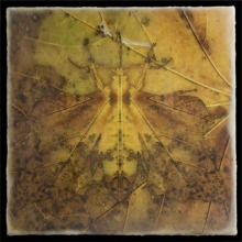 moth_13_waxed