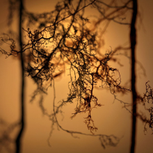 root_0956