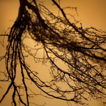root_0987