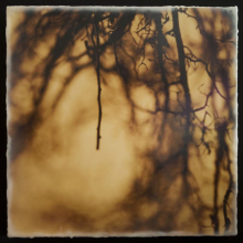 root_0991_waxed