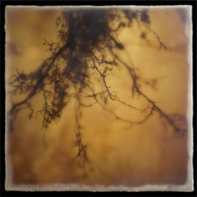 root_1001_waxed