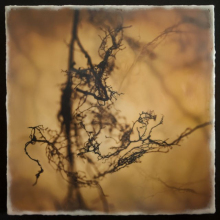 root_1022_waxed
