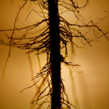 root_2517