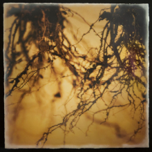 root_2527_waxed