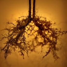 root_2535