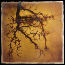root_2548_waxed