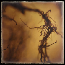 root_2572_waxed