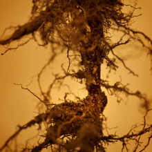 root_2578