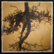 root_2590_waxed