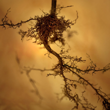 root_2598