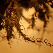 root_2606