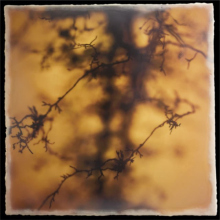 root_2615_waxed